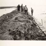 Lavori per il rialzo e la sistemazione degli argini del collettore Padano-Polesano, del canale Sadocca. Work of raising and arrangement of the banks of the Padano Polesano manifold, of the Sadocca Esterno canal